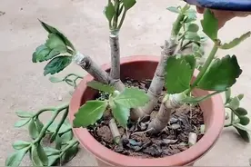 玉树嫁接长寿花视频封面