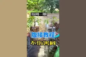#抖音学农技 腹接，不会受伤树生长情况下嫁接，树流伤少成活率提高。