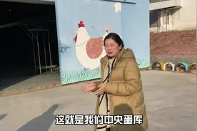 今天带大家了解一下新农人是如何捡鸡蛋的#蛋鸡养殖 #三农视频封面