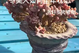 #多肉植物 #名轩多肉植物 #精品多肉 冬美人，缀美人养护的过程中逐步剪掉下层肥大叶片减少水份养份储存让其更快上色视频封面