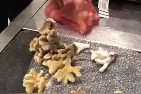 #海关 #濒危 广州白云机场海关连续查获5批  37件石珊瑚  均属珊瑚虫纲石珊瑚目濒危物种