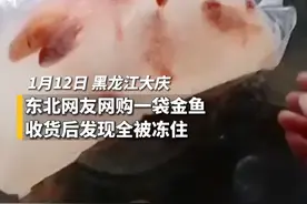 居然还能抢救回一条这是没想到的#东北女子网购的金鱼冻成冰，解冻后存活一条视频封面