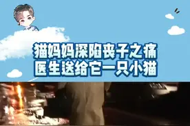 猫妈妈流泪的那一刻，真的太戳人了#娱乐评论大赏视频封面