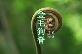#大自然的馈赠 #农村生活 #科普 和恐龙同时代的，大型蕨类植物视频封面