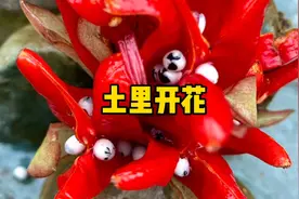 土里开花结果，有人吃过它的花苞但很少有人见过它开的花视频封面