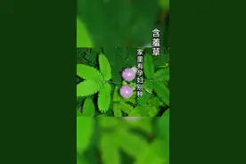 含羞草不适合养在室内，家里有孕妇的也不要养殖#知识创作人 #含羞草#走进滇西 #中草药视频封面