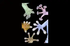 关于壁虎爬墙的能力，你知道多少呢？ #自然科普视频封面
