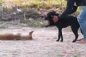 #萌宠 狗狗戴假发吓唬家里的狗子，狗子见状直接破口大骂视频封面