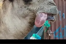 骆驼嘴中吐出的肉球是什么？#科普 #涨知识 #动物 #奇闻趣事 #百万森林守护挑战 