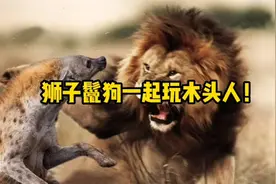 狮子和二狗团一起玩123木头人？#动物搞笑配音视频封面