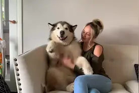 毛茸茸的阿拉斯加犬，玩具狗属性暴露，场面萌翻了！