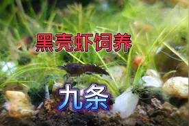 家庭黑壳虾饲养技巧，收藏版9条黑壳虾饲养教程视频封面