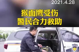 猴面鹰受伤 警民合力救助【央视网】视频封面