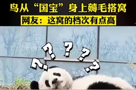 鸟从“国宝”身上薅毛搭窝视频封面