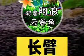 #中华长臂虾 #大眼虾 发个库存凑个数🥳视频封面