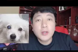 狗狗的眼睛突然变蓝了是什么原因？咋办？#狗狗 #宠物医生 #抖音小助手 #萌宠出道计划视频封面