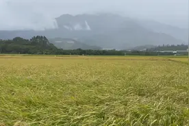 远风知我意，微凉又深情。 爱意随风起，风止意难平。 #风吹麦浪视频封面