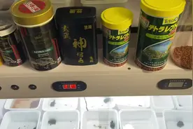 乌龟发色需要什么龟粮呢？你的龟龟选对了吗#蛋龟 #红面泥龟视频封面