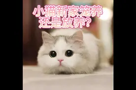 小猫新家笼养还是放养 #宠物猫 #金渐层猫