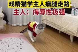 3月24日，四川成都，#戏精猫学主人瘸腿走路 ，主人：侮辱性极强视频封面