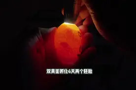 两个双黄蛋只有一个鸡蛋里面有两个胚胎