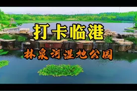 又是夏荷初绽时 亭亭玉立展仙姿暑假来威海临港 必须打卡的景点#威海网红打卡地 #荷花 #林泉河湿地公园 视频封面