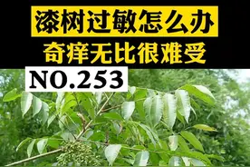 你们要的漆树过敏来了#漆树过敏 #科普 视频封面