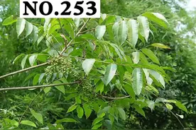 你们要的漆树过敏来了#漆树过敏 #科普 视频封面