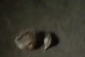 小时陶气踩到小鸡，妈用钵盖起用筷子敲，鸡就能活过来，今天小鸡被羊宝宝踩到了我也试一下，希望能救活小鸡🙏🙏视频封面