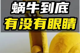 思考题：如果你剪掉蜗牛的眼睛，它还能再长出来吗？#科普 #自然科普 #奇妙的动物 #冷知识 #动物视频封面