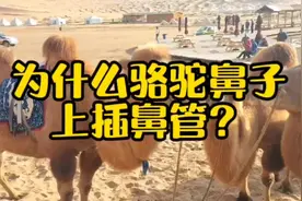 #牧民生活 #骆驼 #养驼牧民 为什么骆驼的鼻子上插鼻管？视频封面