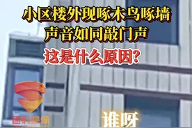 小区楼外现啄木鸟啄墙，声音如同敲门声，这是什么原因？@抖音短视频 #济南 #啄木鸟 #动物的迷惑行为 视频封面