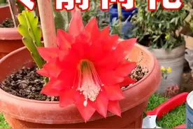 令箭荷花当中最容易开花的品种，选对品种新手都能养好视频封面