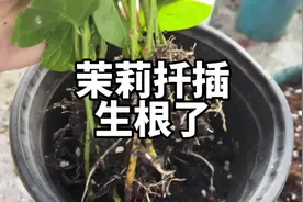 修剪下来的茉莉花枝条不要扔，可以扦插繁殖，有土就会生根视频封面