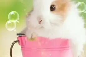 今天是金兔日，你身边有属兔的吗。你转了以后。属兔人将永远平安！从8月份开始转运，兔子们一切都好！#87正能量视频封面