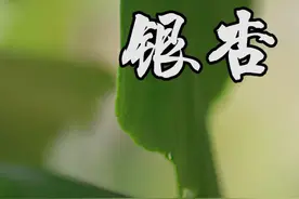 银杏果性味甘苦涩、平，有毒，有敛肺气、定喘嗽、止带浊、缩小便的功用。#中药 #执业药师 #执业药师考试 #药材视频封面