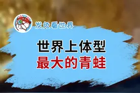 体长25厘米的蝌蚪，变成青蛙到底是什么样？样子让人无语#知识创作人 #动物 #奇闻趣事 @发兔冷知识视频封面