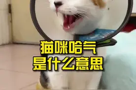 猫咪哈气是什么意思？#养猫新手 #猫 #猫咪 #猫咪哈气 