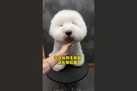 剪剪俺弟，又变年轻了～#古牧#宠物美容