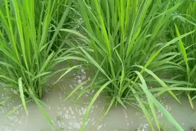 深圳市南山区西丽科普示范教育基地视频封面