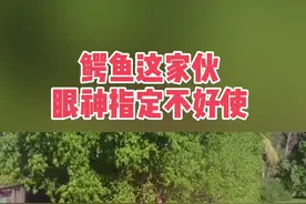 #鳄鱼 这家伙眼神指定不好使！鳄鱼翻滚误食同伴前肢视频封面