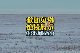 救助深入了解兔狲的故事，高清记录野外兔狲抚育后代，它像猫咪吗视频封面