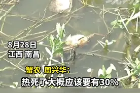 螃蟹养殖遇高温大“烤”验，蟹农万分忧愁：热死30%了！#螃蟹 #大闸蟹 #干旱 #江西dou知道 视频封面
