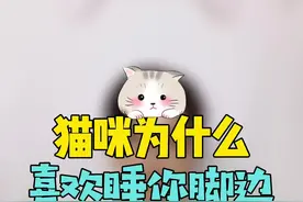 你知道猫咪为什么喜欢睡在你脚边？是因为“脚香”吗？@抖音短视频 #猫咪的迷惑行为 #萌宠视频封面
