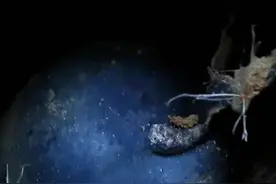 深山里挖到宝了：最大的乌灵参（鸡枞蛋/黑柄炭角菌的菌核）。网友：这东西老贵了，我们这里500克一斤。你觉得它值多少一斤？#乡村守护人 #野生菌#大自然的馈赠 #创作灵感 #捡菌子视频封面