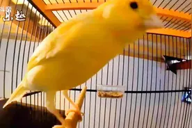玉鸟叫的非常大声视频封面