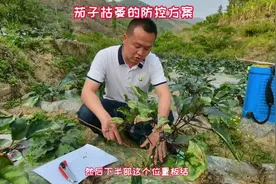 茄子突然枯萎的原因和防控方法#三农 #抖音助农 #农业