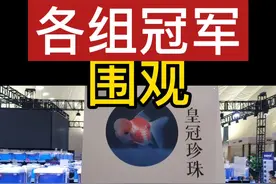 中国金鱼大赛各组冠军，一次性围观。#观赏鱼 #金鱼 视频封面