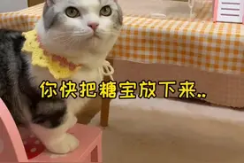 难怪糖宝不羽化，原来我们把它挂反了…变成蝴蝶后它吃什么？谁知道啊？？视频封面