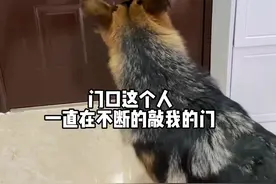 真的很害怕如果我直接去开门，会发生什么#德牧 #敲门 #提高警惕视频封面
